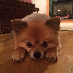 Meet your Posher, Karen